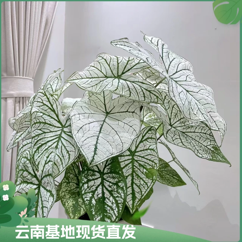 【白色恋人彩叶芋】净化空气彩叶芋绿植盆栽吸甲醛室内外植物观叶