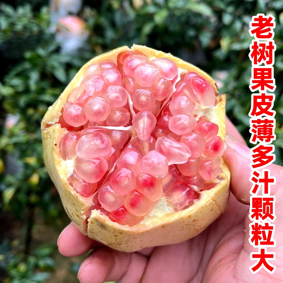 云南蒙自水晶石榴(大果)