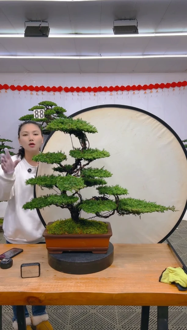 【闪购商品】盆景1