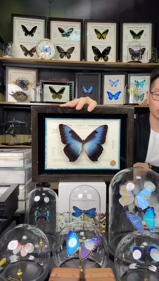 月神闪蝶P亚  A4香樟木框