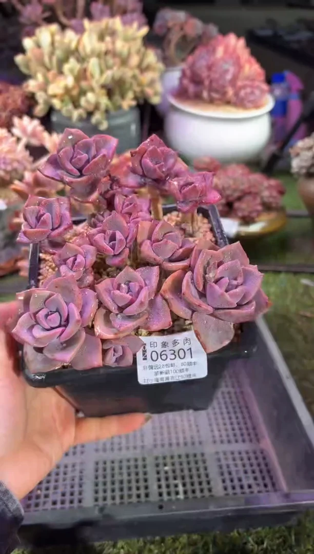 【闪购商品】06301