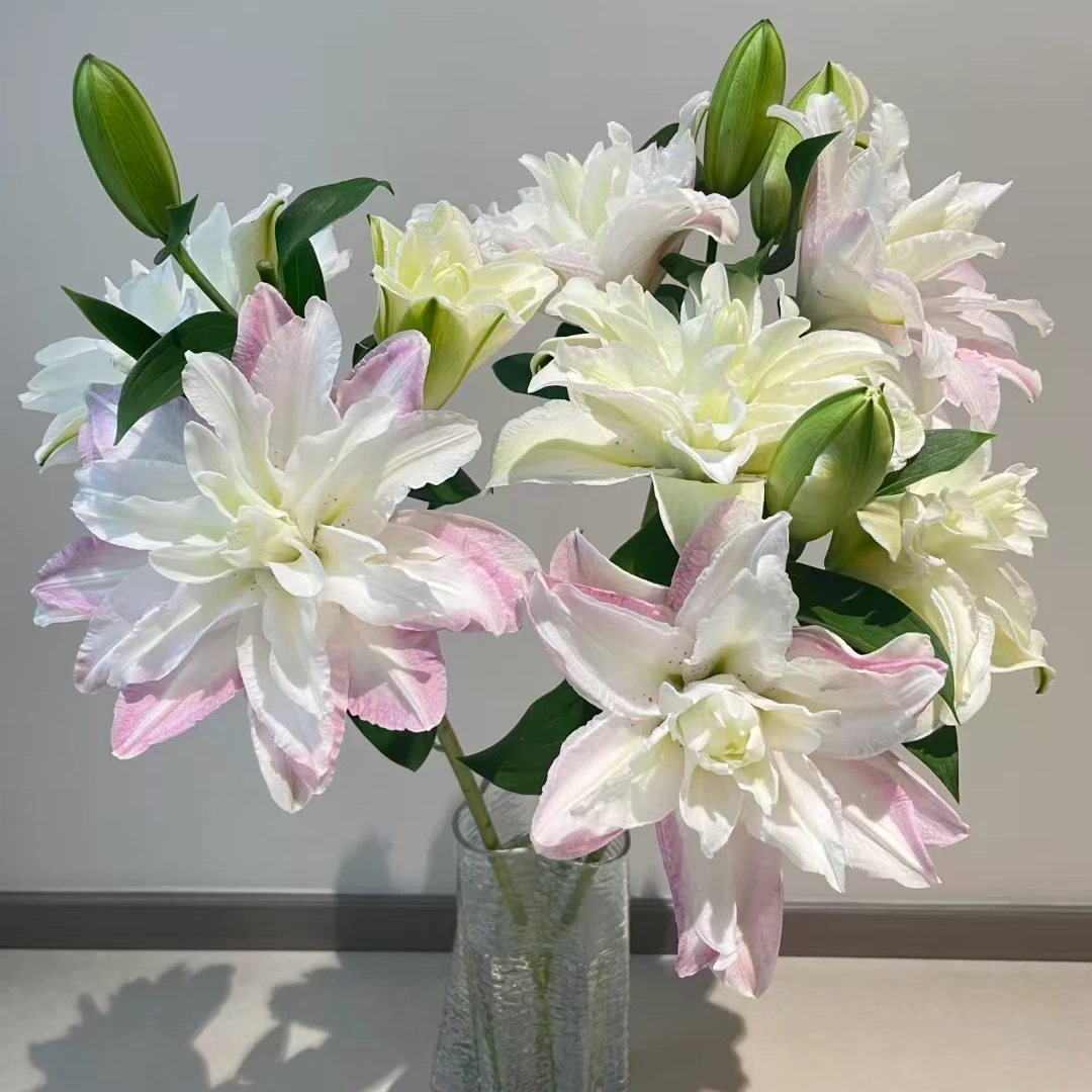 【次日达·荷塘月色重瓣百合】家居生活鲜花·全场任意两单顺丰送货上门今天拍明天到·基地直发现采现发售后无忧