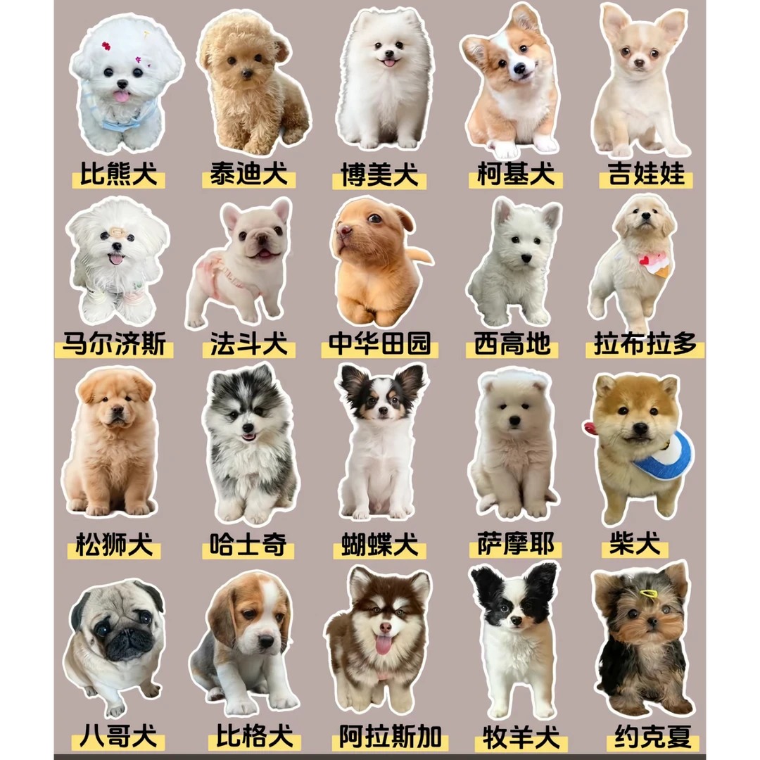 可爱宠物狗(活体)