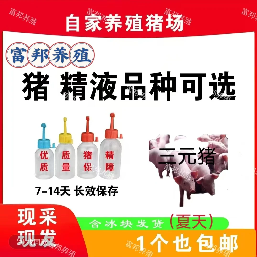 三元种公猪精一件包邮包对版原种跑山黑生态养殖批发发情母猪用