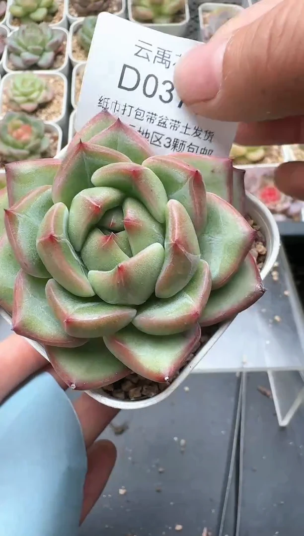 378D云禹多肉植物 带盆土纸巾打包 3颗包邮