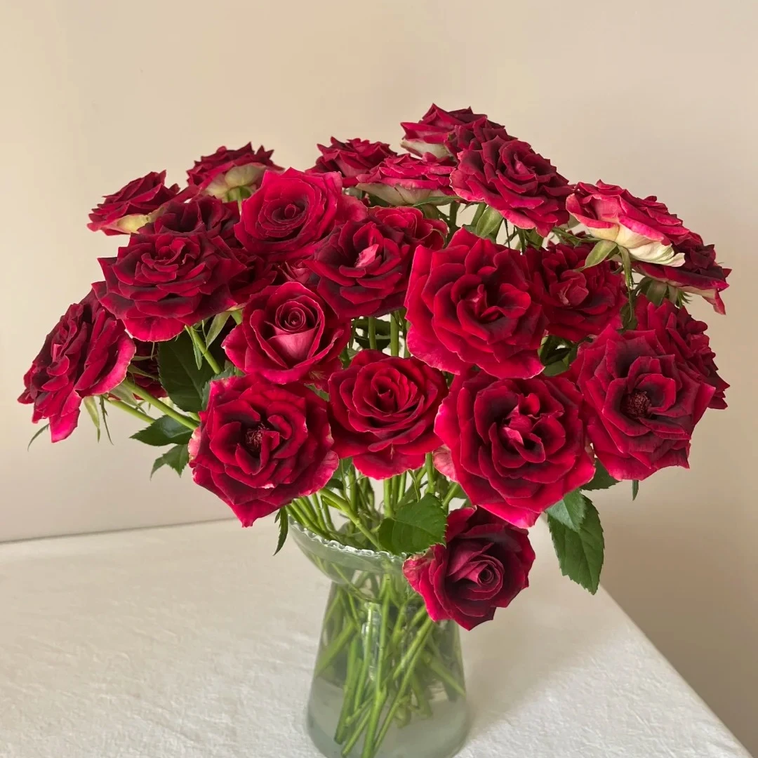 【多头紫罗兰】黑紫色稀有多头  颜色复古 好看又好养 能开炸 能爆