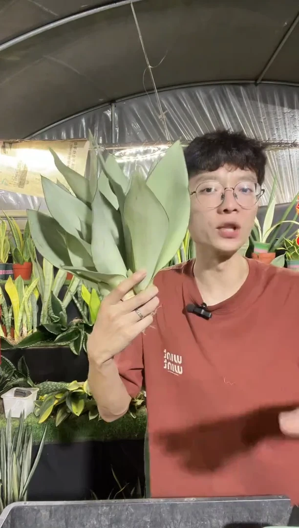 清货-奶油白玉裸根5棵9.99