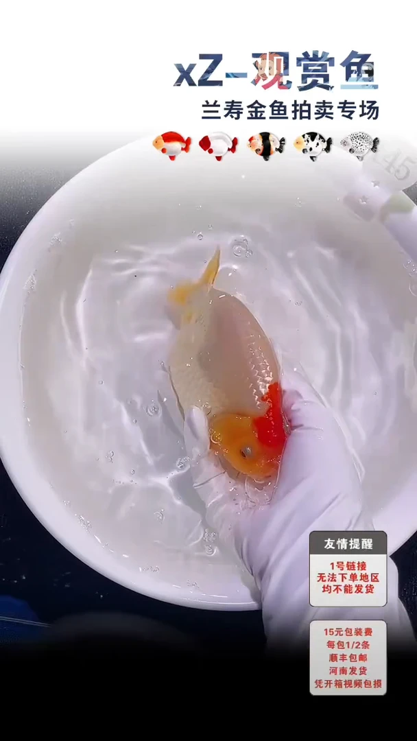 金鱼包装必拍未拍顺丰到付145号