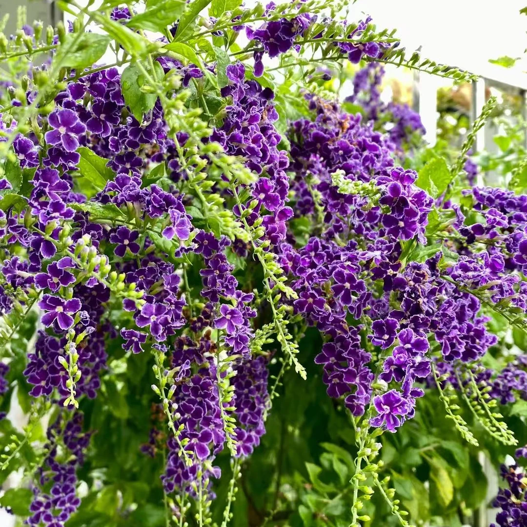 【紫色巧克力蕾丝金露】盆栽阳台植物庭院阳台养护