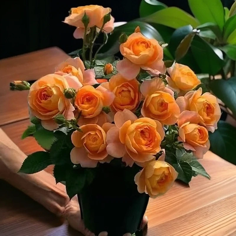 果汁阳台月季花卉四季开花庭院阳台栽种灌木玫瑰树苗