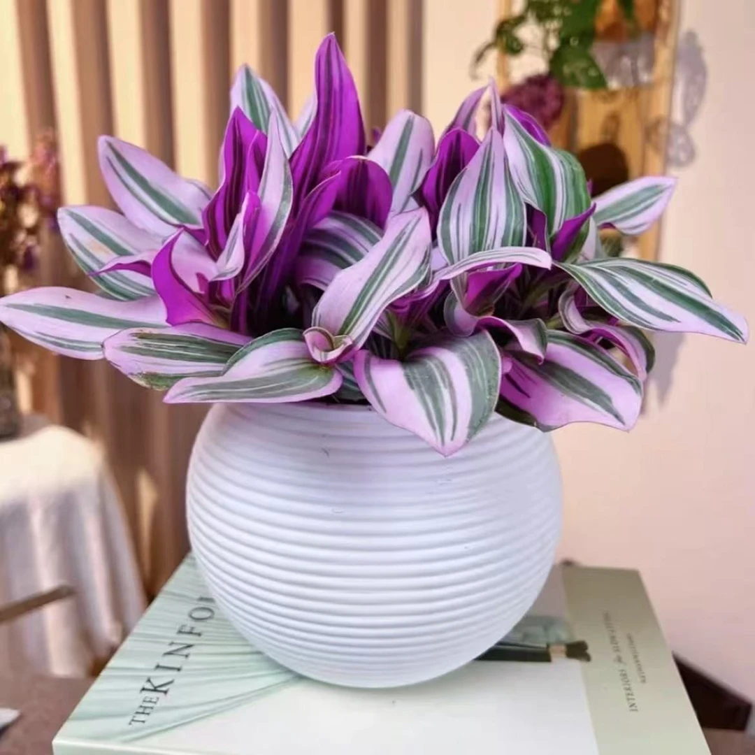 油画婚礼吊兰水培植物室内阳台办公桌好养四季扦插绿植