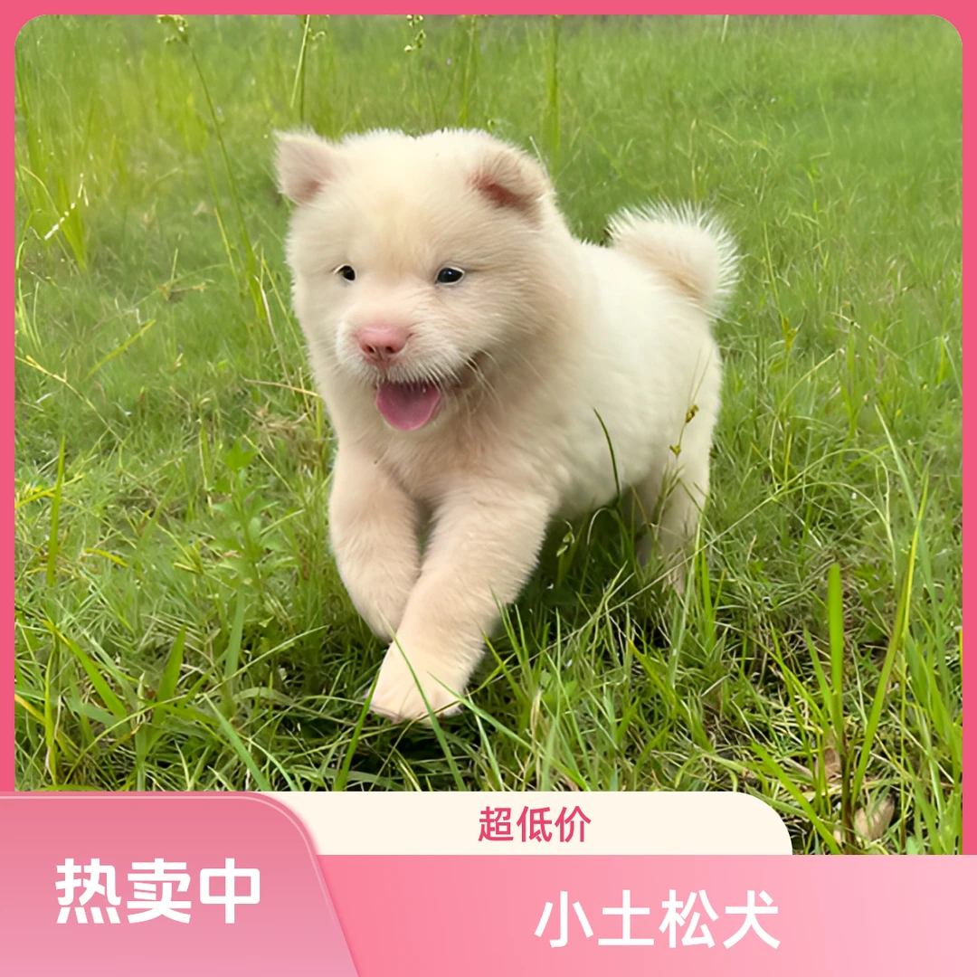 小土松幼犬土狗唐犬狗狗活体宠物兔子陪伴犬萨摩耶比格犬