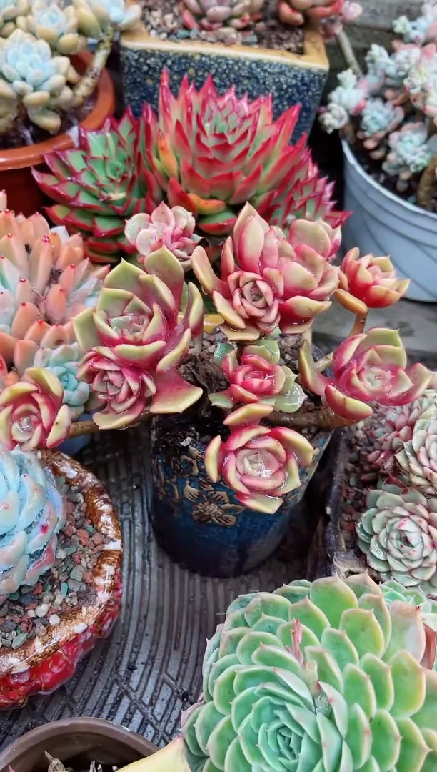 【闪购商品】07091