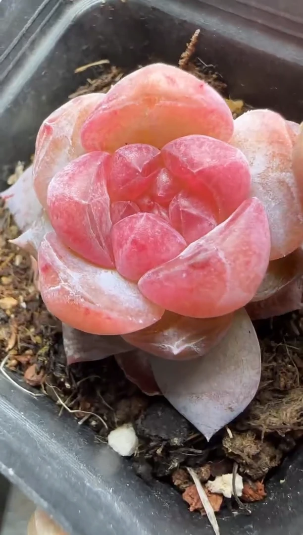 【闪购商品】一物一拍0216—476