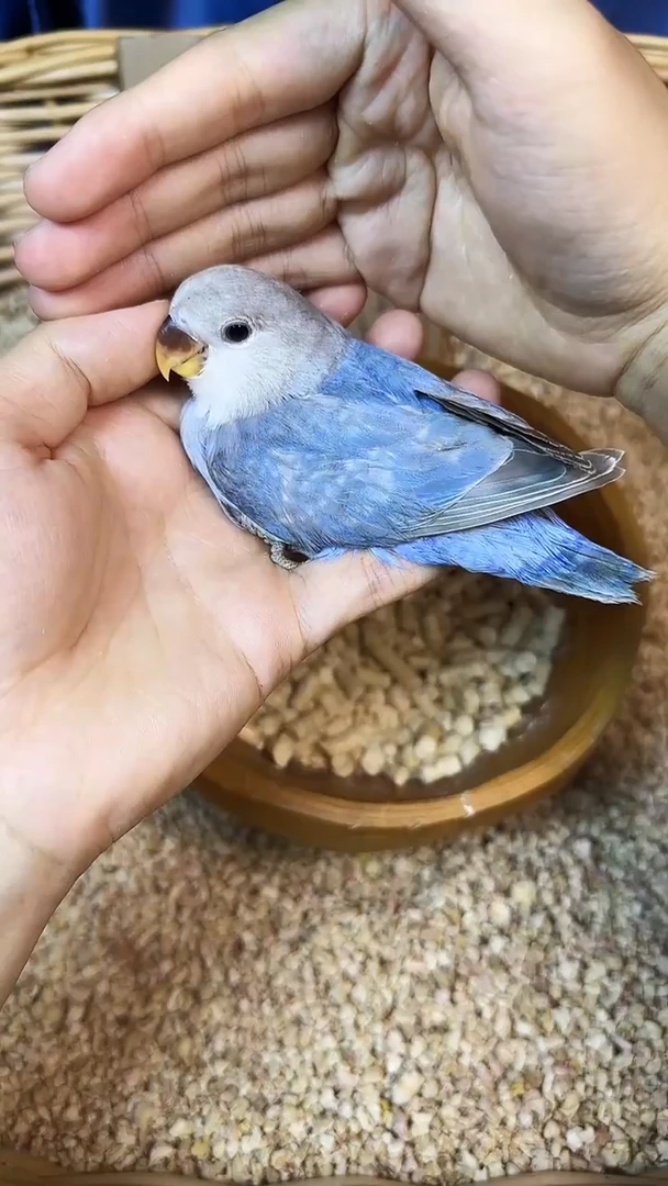 桃脸牡丹鹦鹉紫边闪P83253公，拍摄开箱视频，到家包活48小时