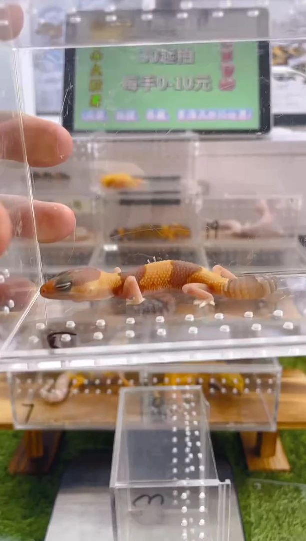 豹纹守宫肥尾豹纹苗子亚成成体