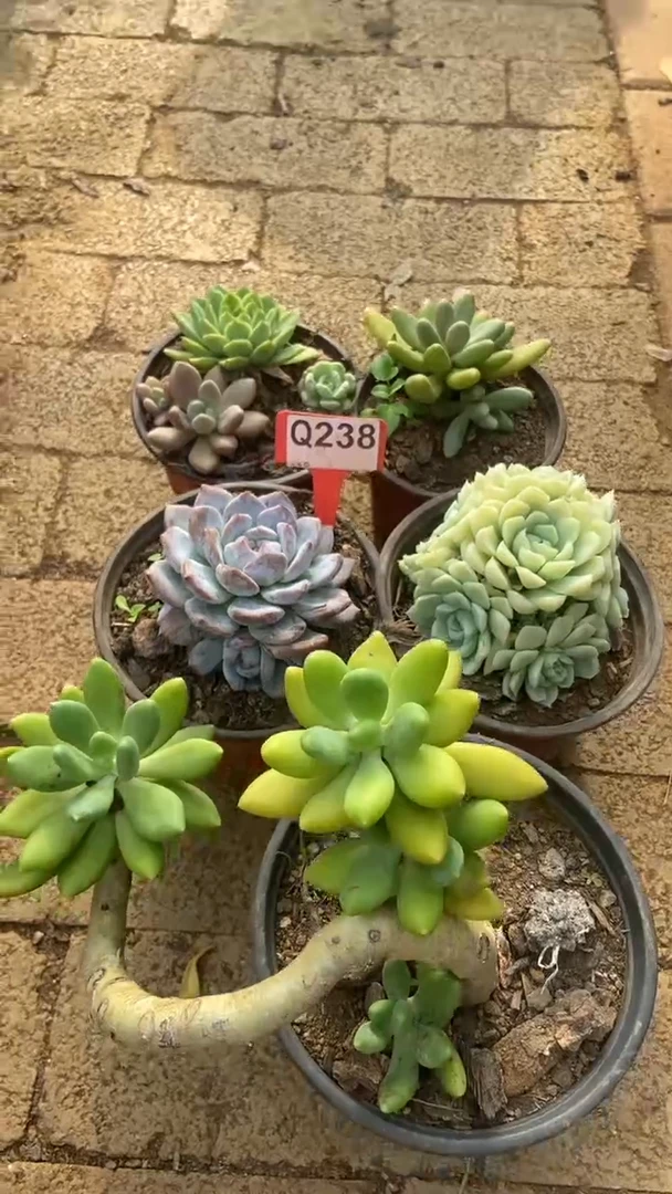 Q238多肉组合默认脱土发货