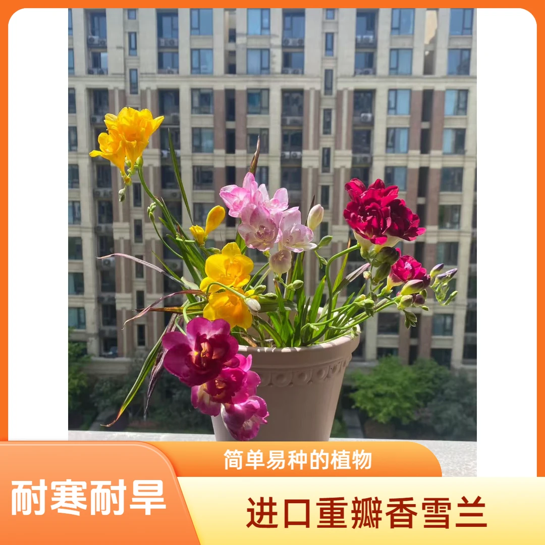【进口重瓣】香雪兰种球易活土培盆栽香味