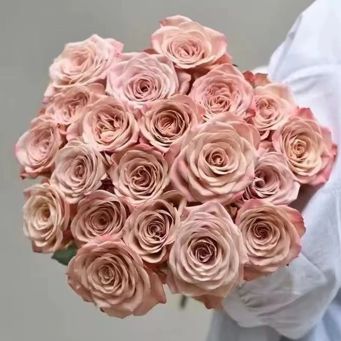 鲜花【单头卡布奇诺】同地址两单以上顺丰包邮送货上门+送配草1扎