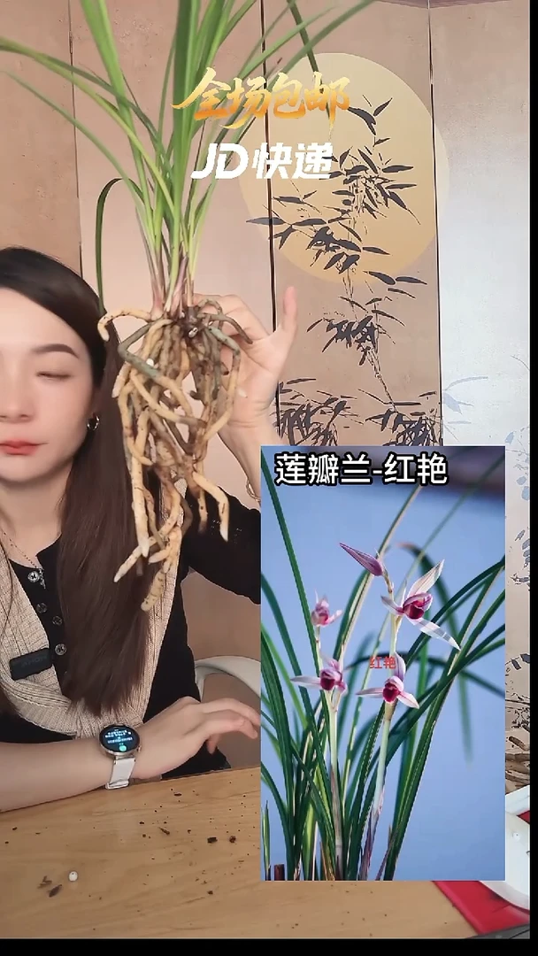 当前无花栽培后可以开花：红艳