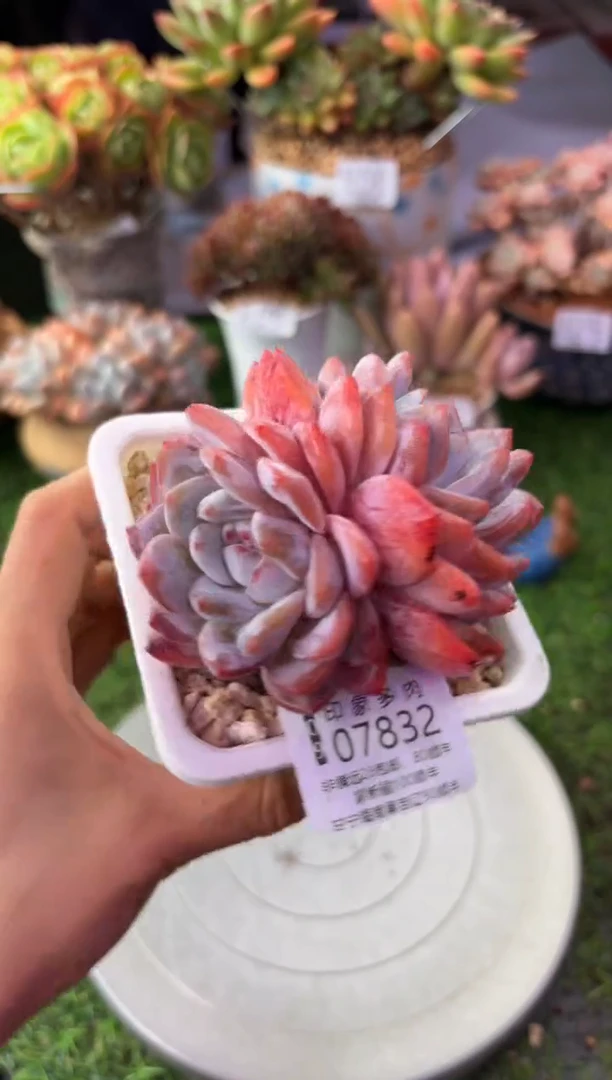 昆明印象多肉07832