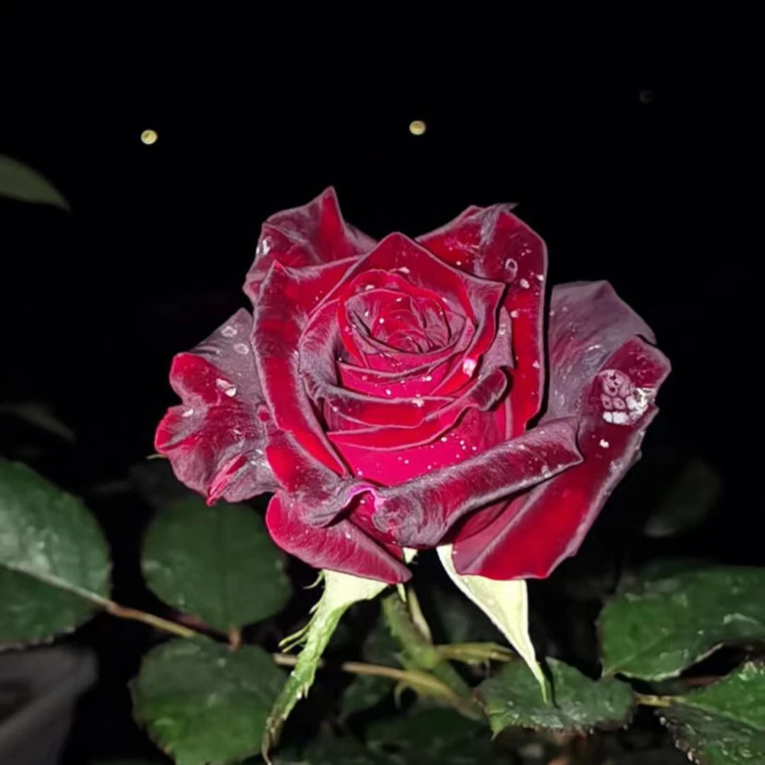 灌木月季花高级玫瑰春天开花香切花