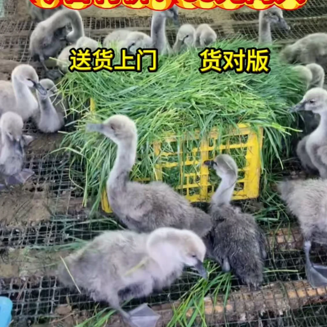 黑天鹅宠物黑天鹅易饲养顺丰包邮【三两左右5天苗】