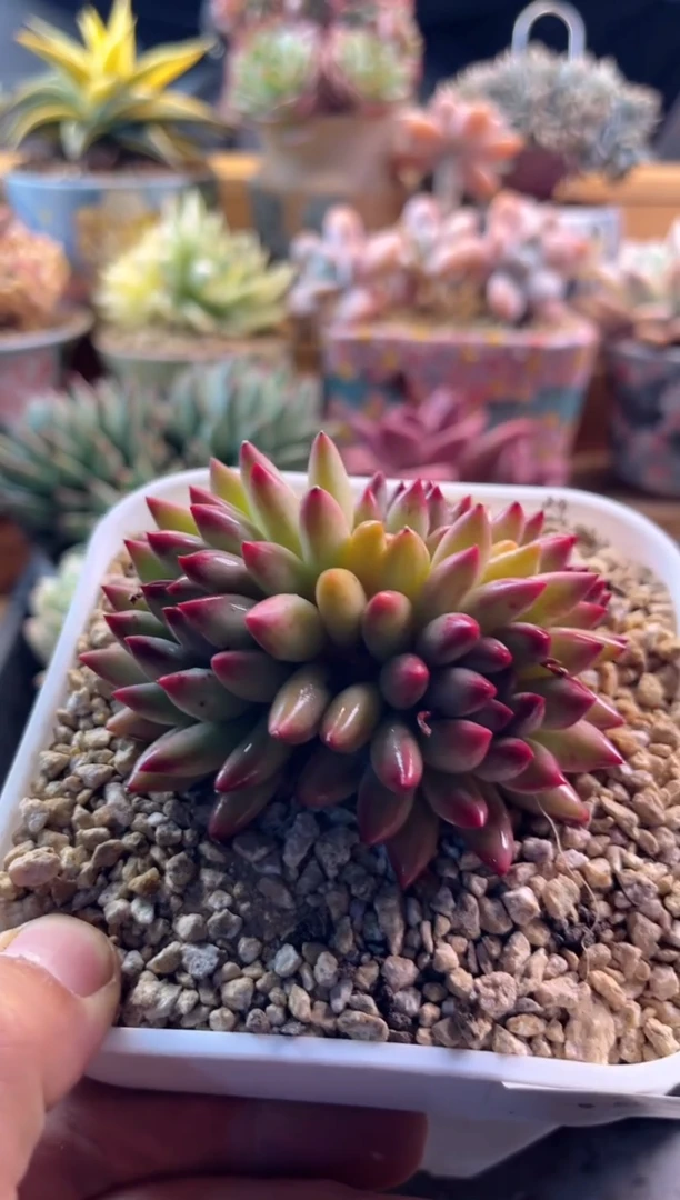 5.30-20彩体车厘子1111