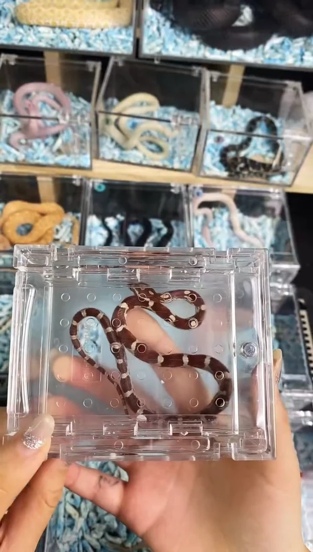 豹纹守宫超白迈阿密