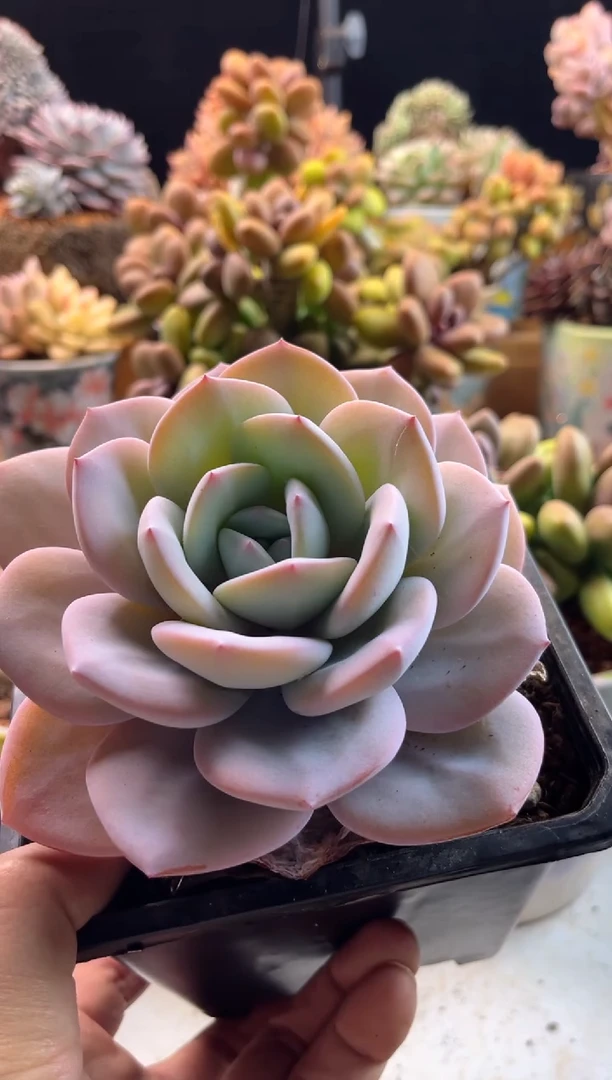 【闪购商品】2.4-56奶茶