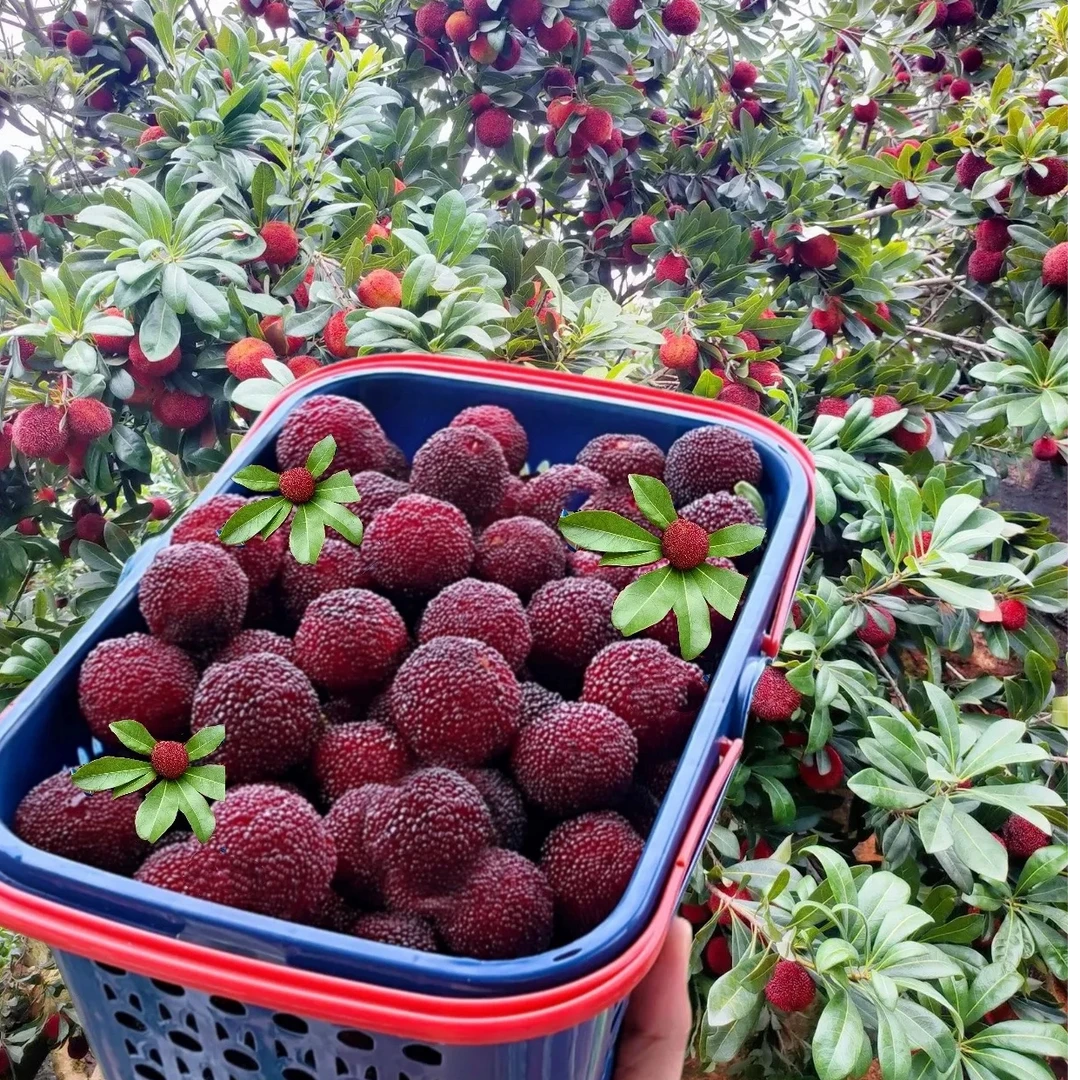 【宠粉福利】云南碧津新鲜杨梅 · 通果/2斤