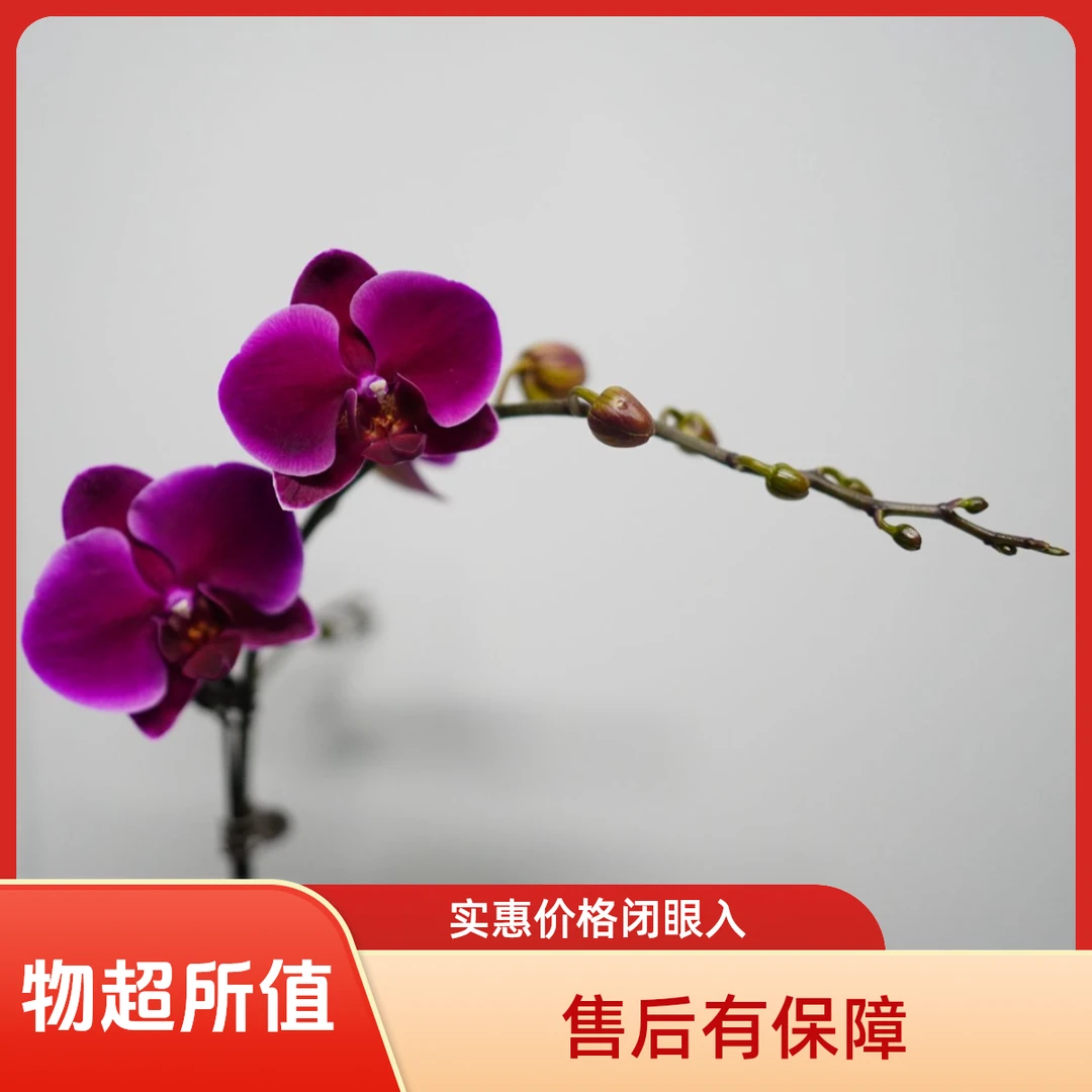 悠花里蝴蝶兰（香山带花带花苞）开花珠发货