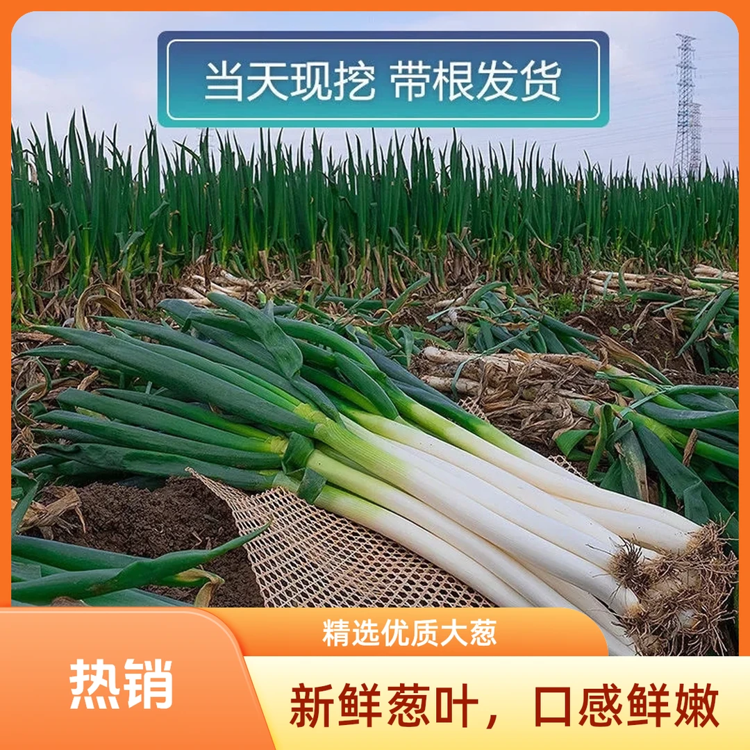 【助农大葱】密云大葱本地太师屯大葱现挖现发新鲜到家大葱