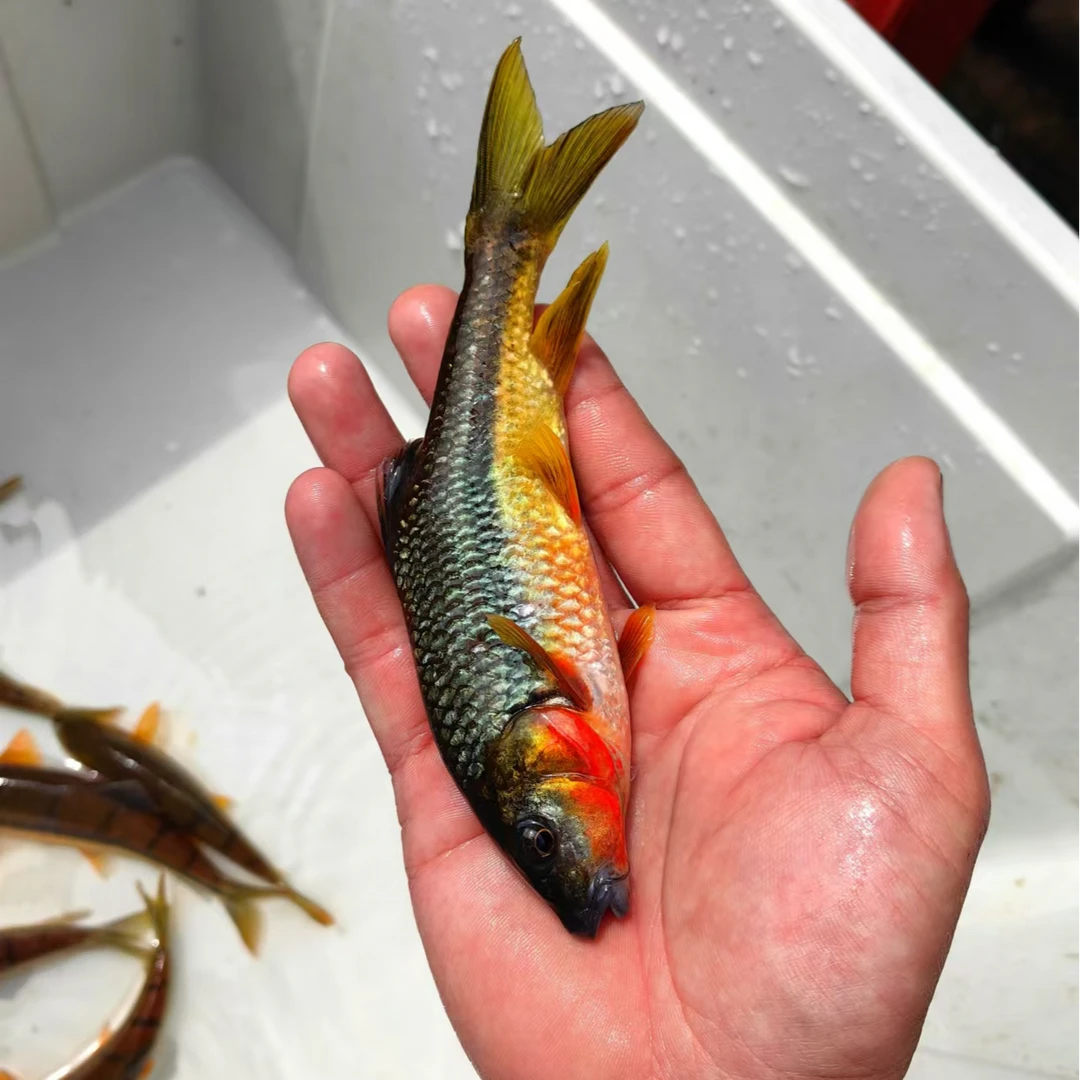 石斑鱼冷水光唇鱼溪石斑原生野采黄腹溪石斑观赏鱼