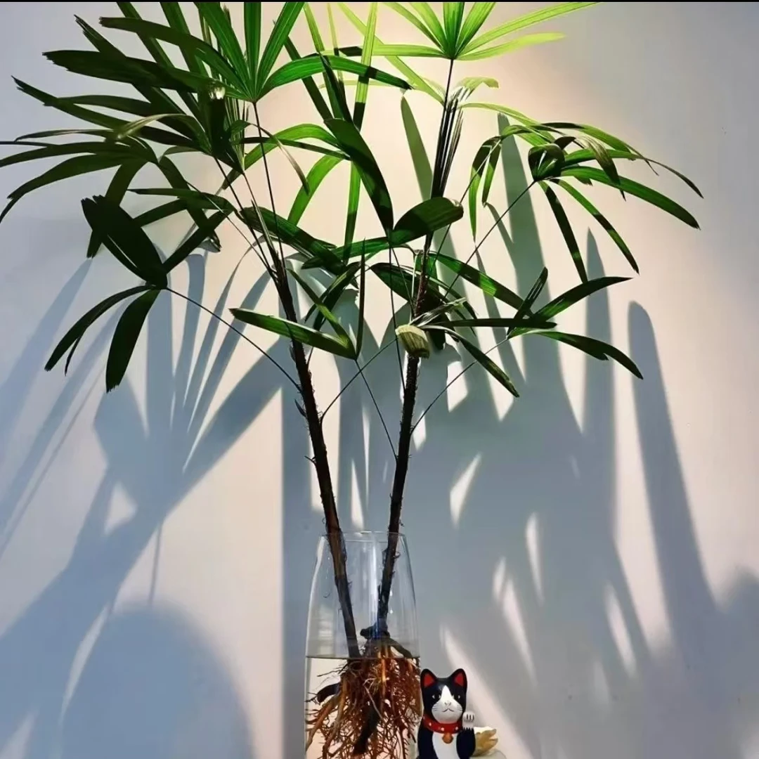 金山棕竹叶龙鳞竹寒竹水培土培都可卧室书房绿植盆栽水培绿植
