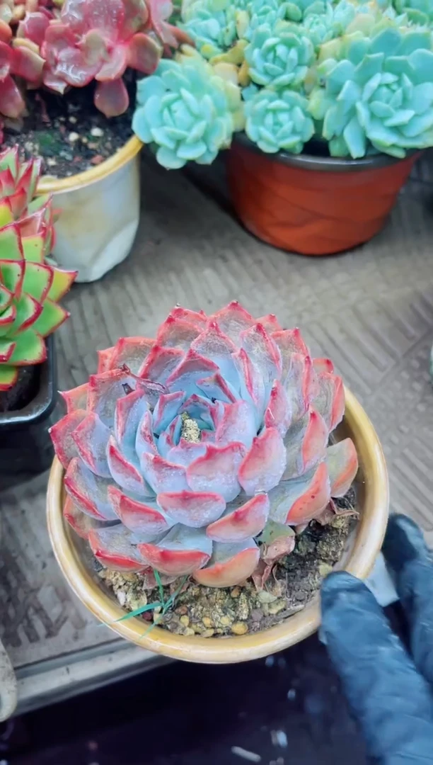 31011多肉植物一物一拍