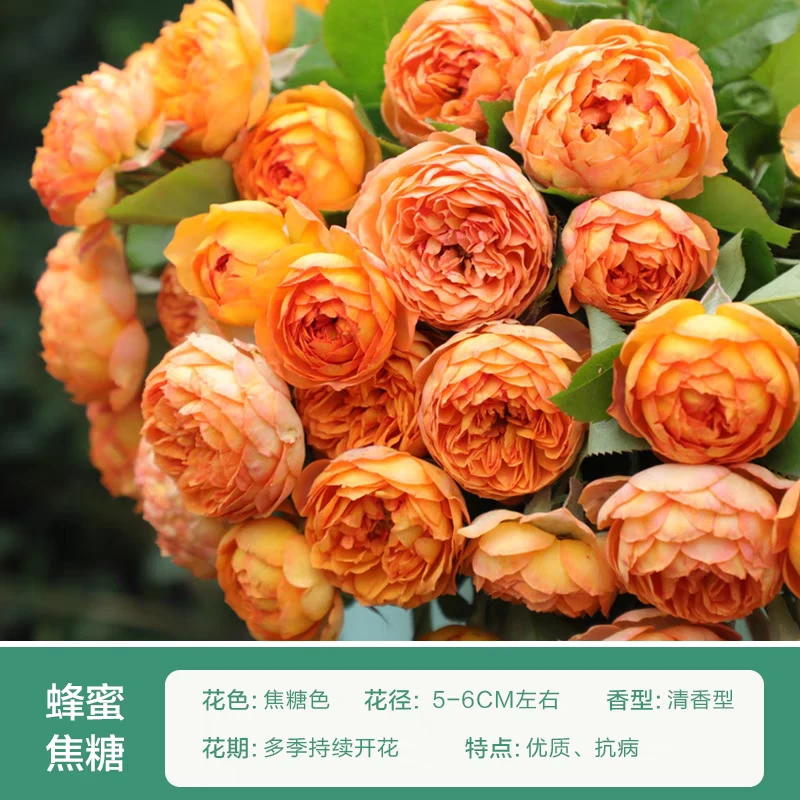 蜂蜜焦糖 顺丰快递大型藤本爬藤月季阳台庭院四季开花