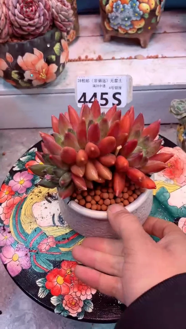 重楼445S（一物一拍，精品多肉，所见即所得 ）