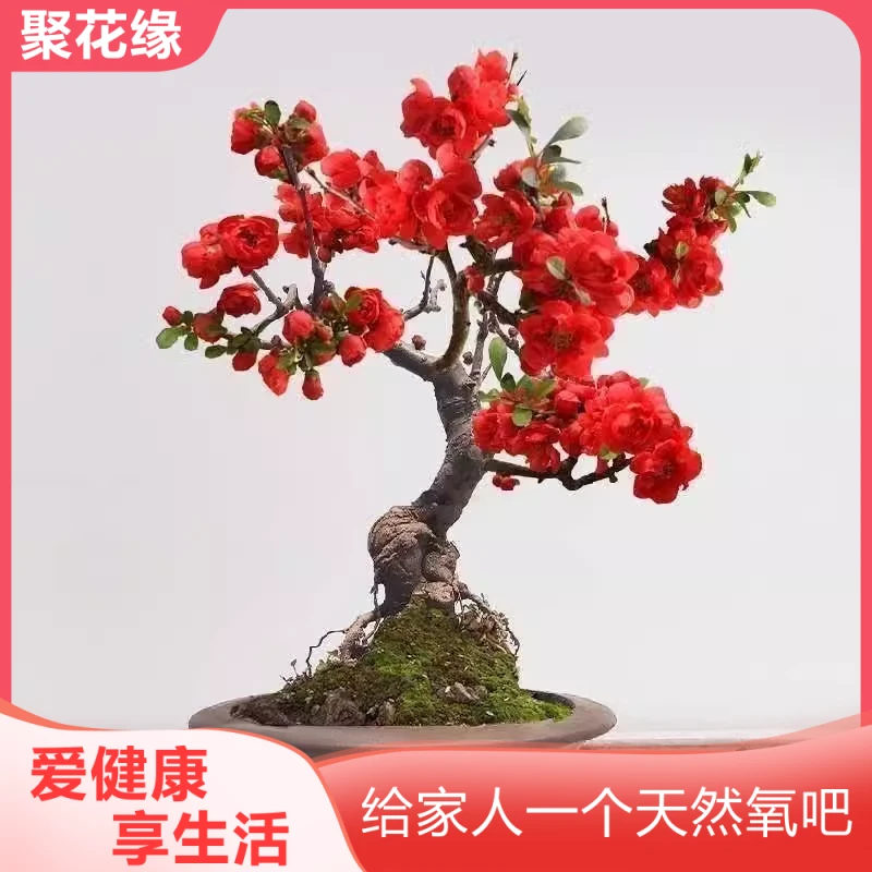 【带花苞】腊梅红梅海棠盆栽地栽老桩浓香型耐寒植物冬天开花庭院