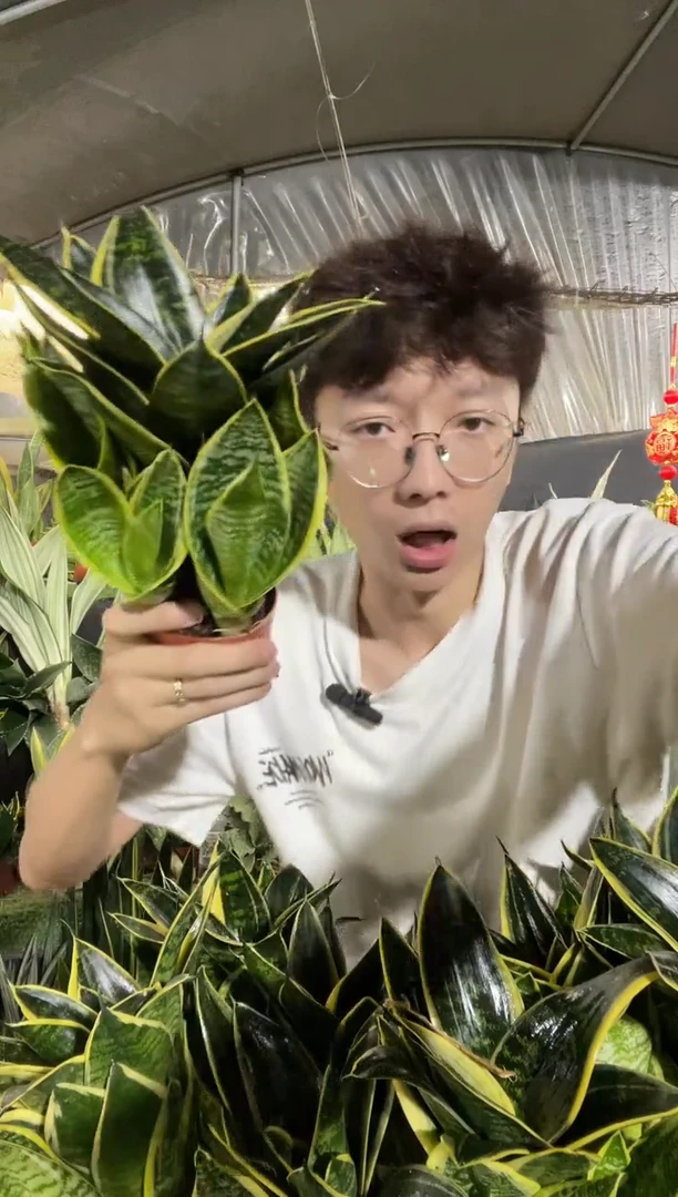 金虎带盆土8厘米盆9.9