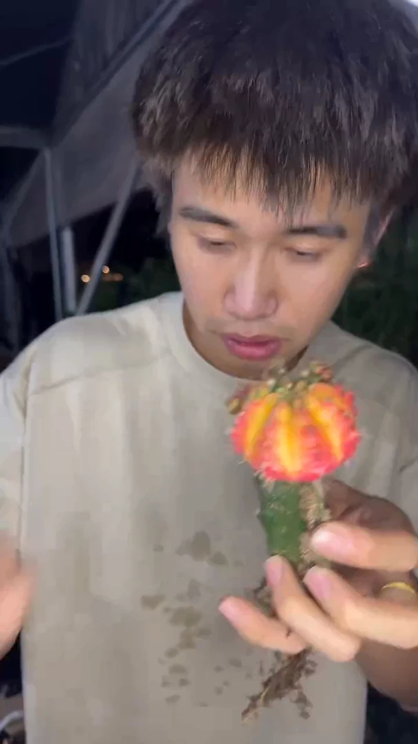 3颗 光辉牡丹【嫁接】