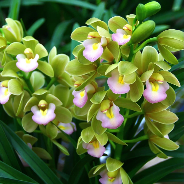 香水香兰带花苞兰花浓香型