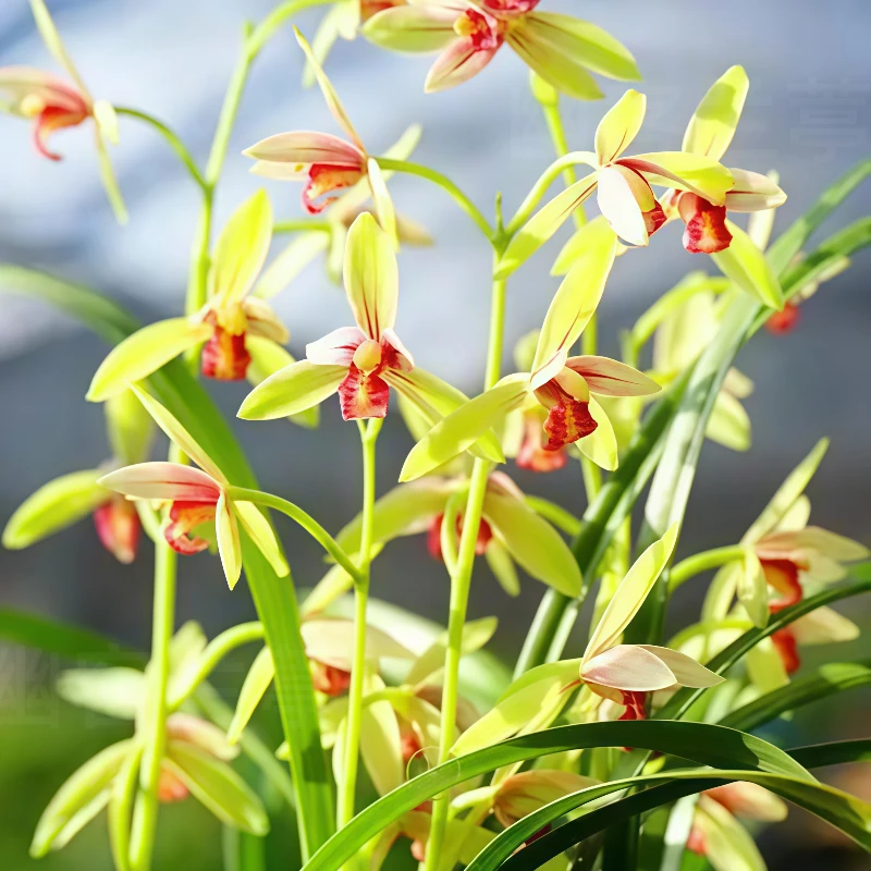 【佛光红素】兰花苗建兰室内绿植花卉盆栽阳台墨兰春兰蕙兰文心兰