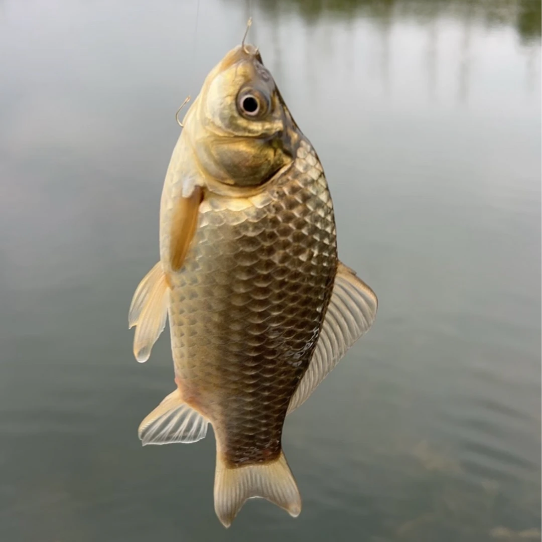 鲫鱼（250g）即时配送