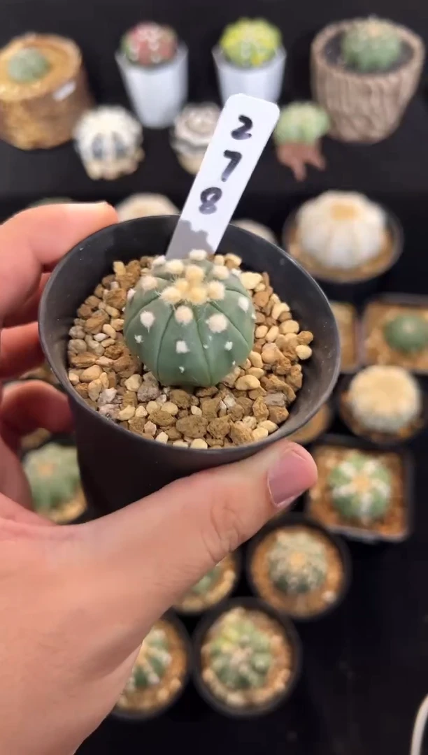 炸毛大油实生编码278