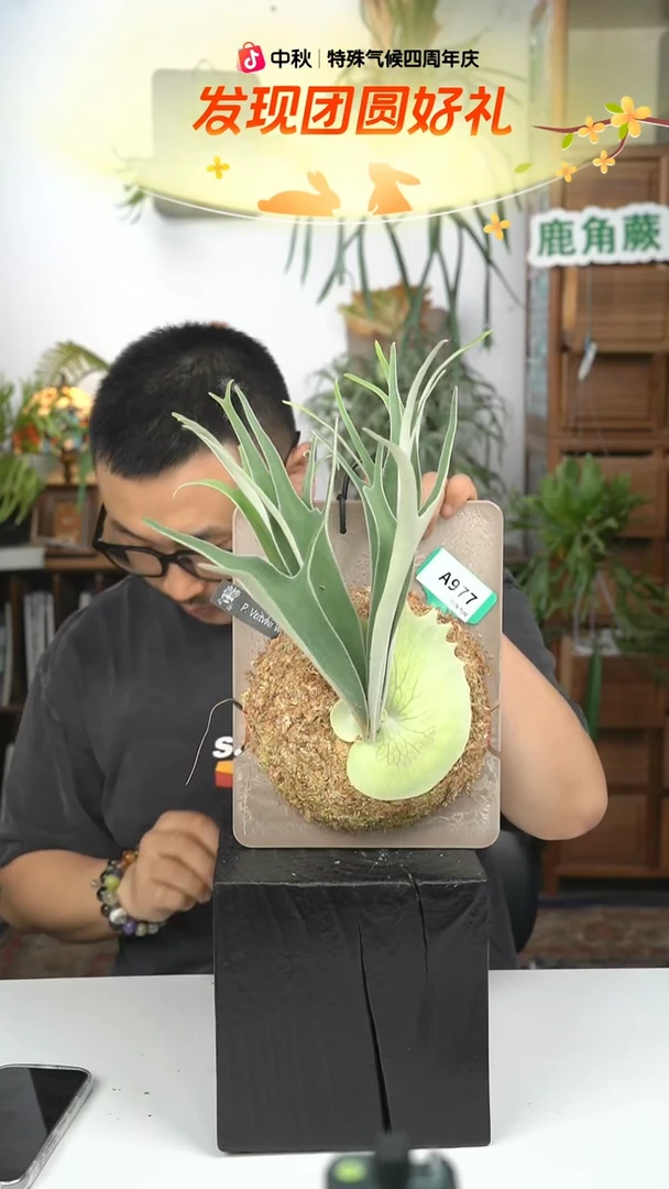 不开花植物A977-野银孢子苗