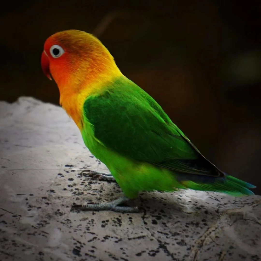 【鑫鑫鹦鹉】牡丹鹦鹉可教学技能易亲人观赏鸟活体宠物鸟