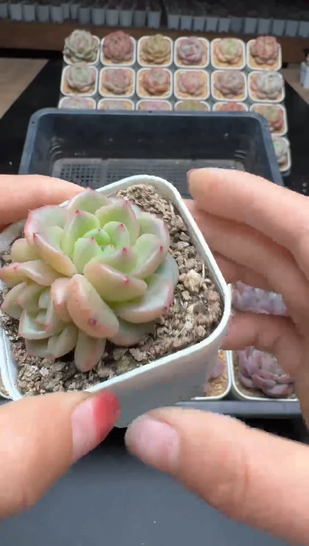 【闪购商品】679E号一物一拍多肉花卉植物3颗起发