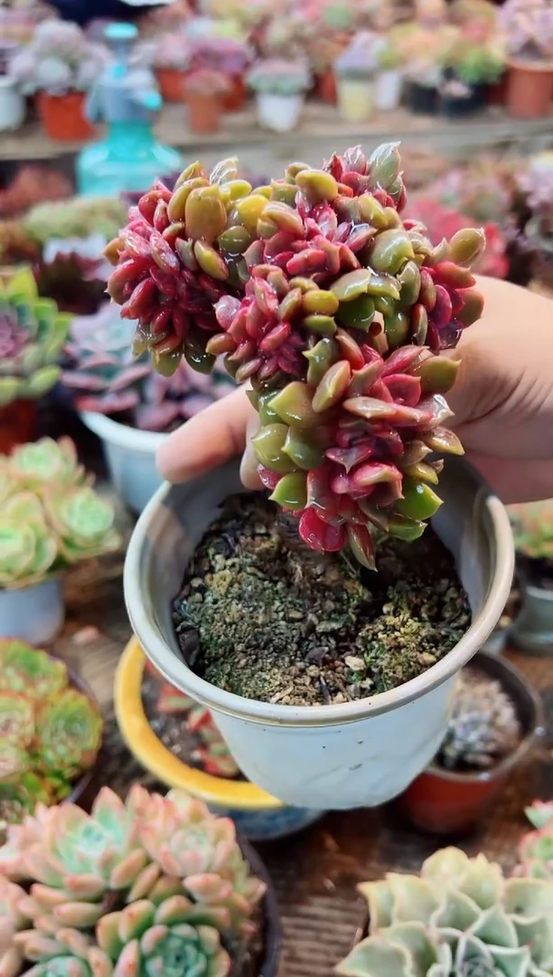 昕*多肉植物一物一拍17279