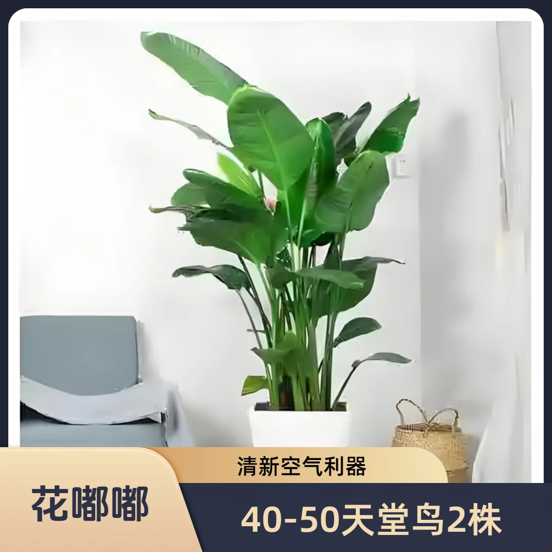 高度40-50厘米白色菱形花盆2株苗天堂鸟净化空气客厅绿植